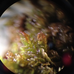 Solenostoma gracillimum