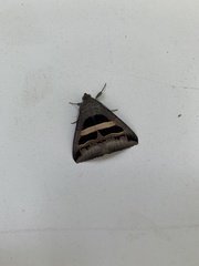 Lepidoptera