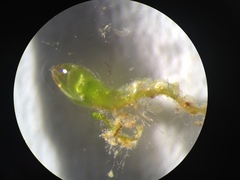 Solenostoma gracillimum