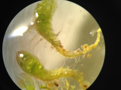 Solenostoma gracillimum