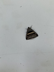 Lepidoptera