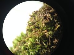 Solenostoma gracillimum