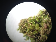 Solenostoma gracillimum