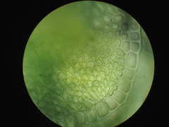 Solenostoma gracillimum