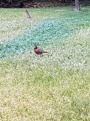 Turdus migratorius