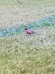 Turdus migratorius