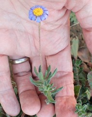 Felicia minima