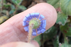 Felicia minima