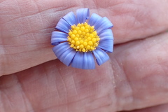 Felicia minima