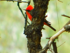 Pyrocephalus rubinus