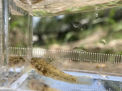 Rhinogobius lentiginis