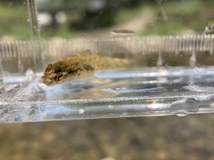 Rhinogobius lentiginis