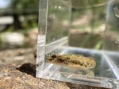 Rhinogobius lentiginis