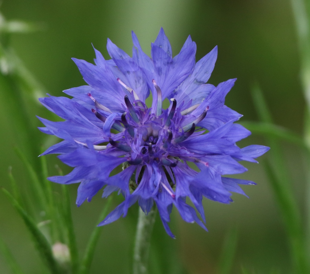 Cornflower from Bastrop, TX 78602, USA on May 1, 2021 at 0648 PM by