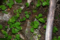 Dichondra brevifolia