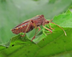 Anasa scorbutica