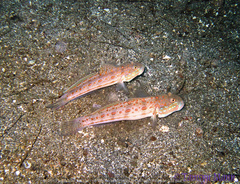 Valenciennea puellaris