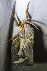 Abantiades labyrinthicus