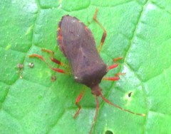 Anasa scorbutica