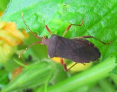 Anasa scorbutica