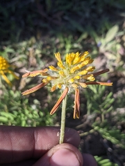 Amblyolepis setigera