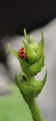 Coccinella transversalis