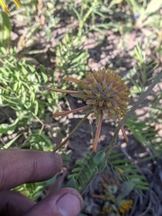 Amblyolepis setigera