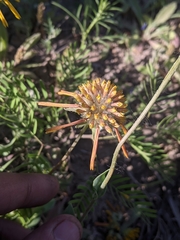 Amblyolepis setigera