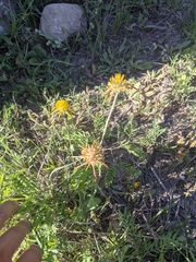 Amblyolepis setigera