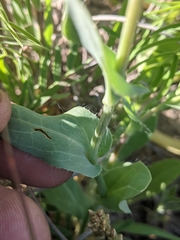 Amblyolepis setigera