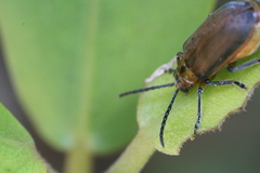 Poneridia semipullata