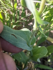 Amblyolepis setigera