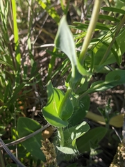 Amblyolepis setigera