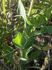 Amblyolepis setigera