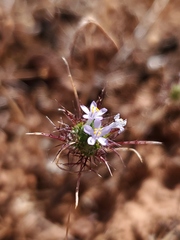 Navarretia tagetina