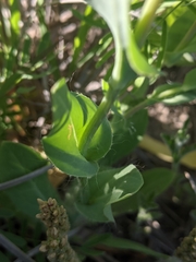 Amblyolepis setigera