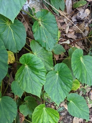 Begonia chitoensis