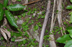 Dichondra brevifolia