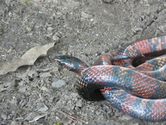 Lampropeltis abnorma