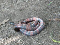 Lampropeltis abnorma