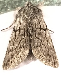 Pleromelloida conserta