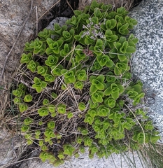 Phedimus kamtschaticus