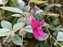 Rehmannia chingii