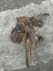 Passer montanus saturatus