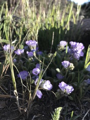 Phacelia curvipes