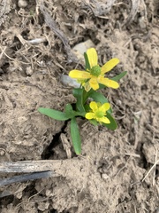 Ranunculus jovis