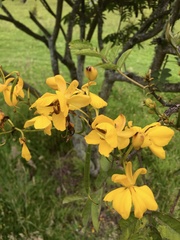 Senna viarum