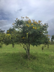 Senna viarum