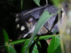 Philander opossum