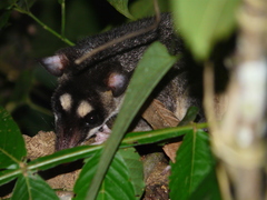 Philander opossum
